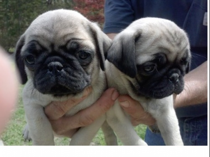 Giant Pug Puppies Both M/f Avail TeXt Only: (((( 937 X 469 X 8986