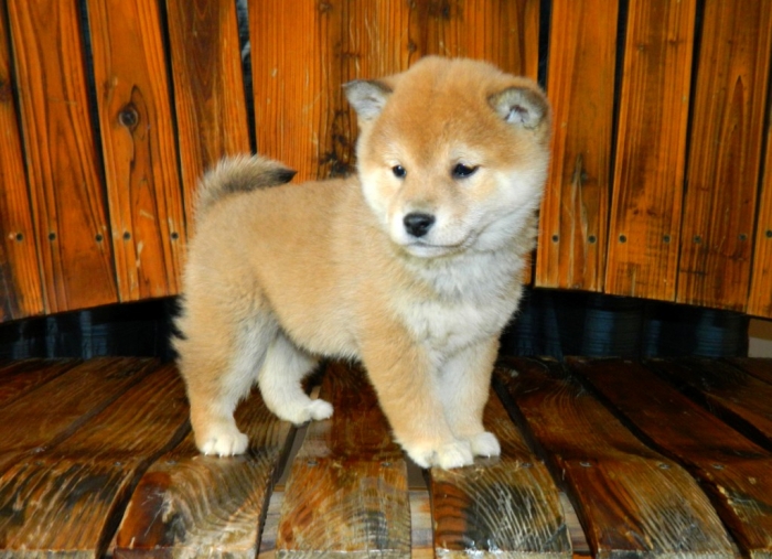 Shiba Inu Puppy Michigan Goldenacresdogs Com