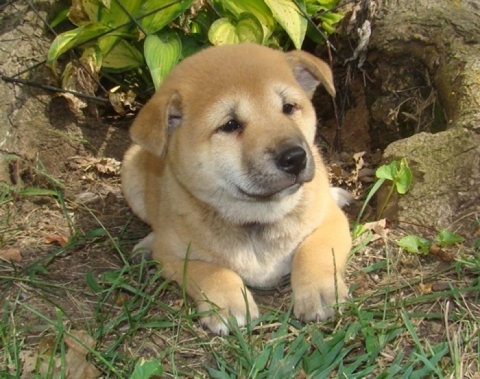 Fashionable Shiba Inu Puppies For Sale Akc Ready2085573051