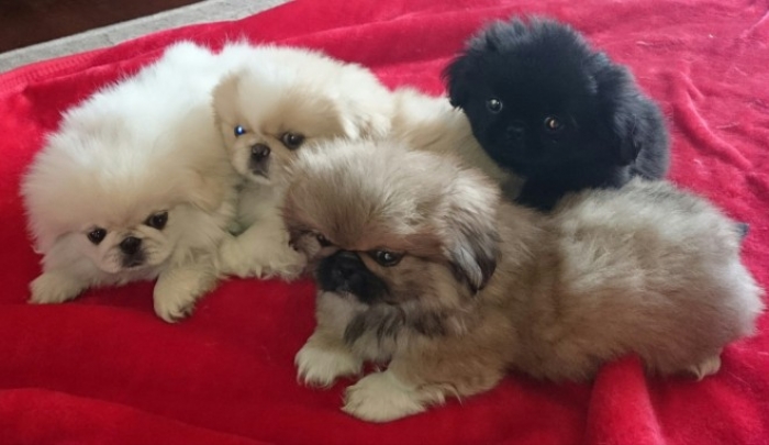pekingese puppies for sale