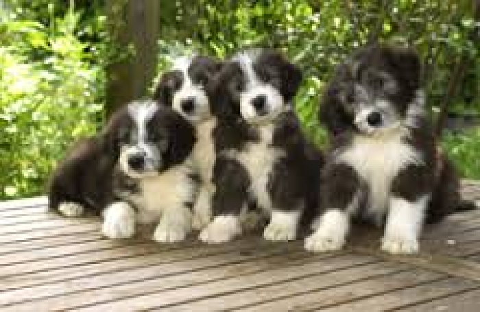 Bearded Collie Puppies for Sale | Handmade Michigan