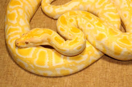 albino burmese python toy