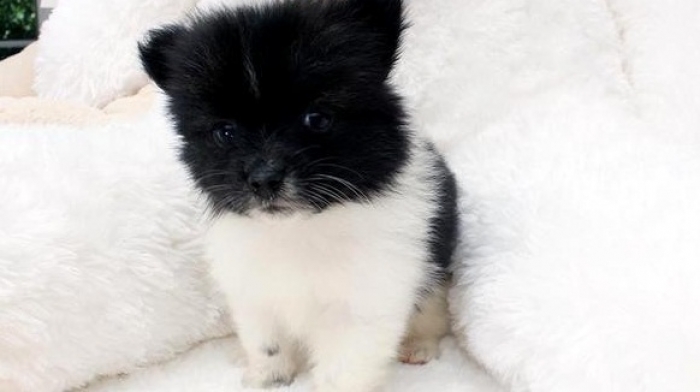 female pomeranian puppies for sale