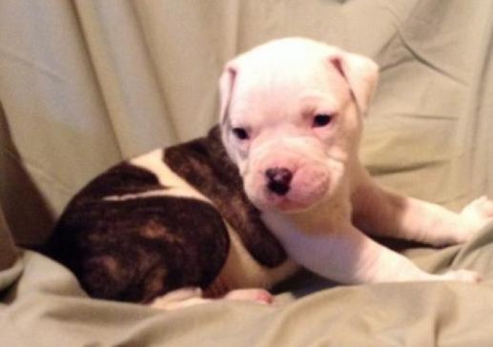 American Bulldog Puppies For Sale