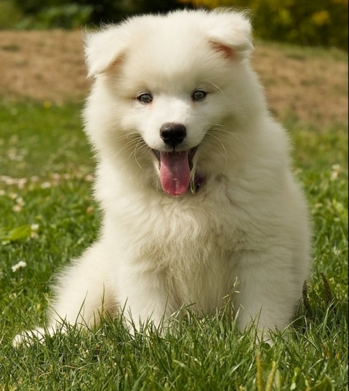 American Eskimo Dog Puppies for Sale | Handmade Michigan