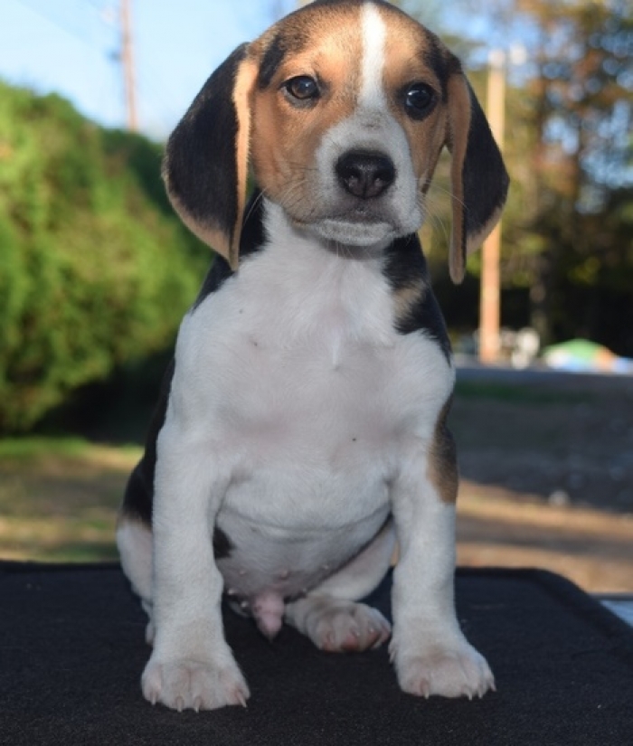 Perfect Beagle Puppies For Sale Handmade Michigan