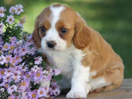 cavalier king charles spaniel michigan cavalier king charles spaniel michigan