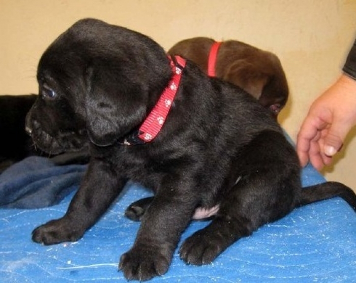 lab puppies for sale in michigan 200 high power labrador retriever puppies for sale handmade michigan lab puppies for sale in michigan 200 high power labrador retriever puppies for sale handmade michigan