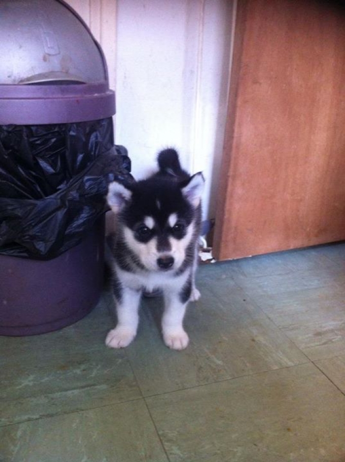 alaskan malamute puppies for sale in michigan careful alaskan malamute puppies for sale handmade michigan alaskan malamute puppies for sale in michigan careful alaskan malamute puppies for sale handmade michigan