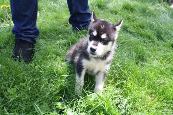 alaskan malamute puppies for sale in michigan determined alaskan malamute puppies for sale handmade michigan alaskan malamute puppies for sale in michigan determined alaskan malamute puppies for sale handmade michigan