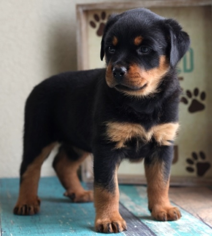 rottweiler puppies for sale