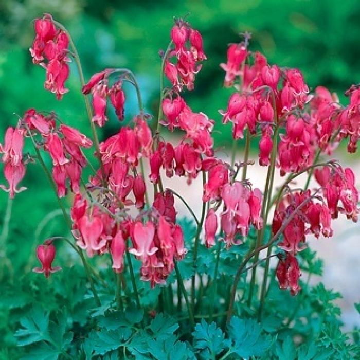 Dicentra Perennial Handmade Michigan