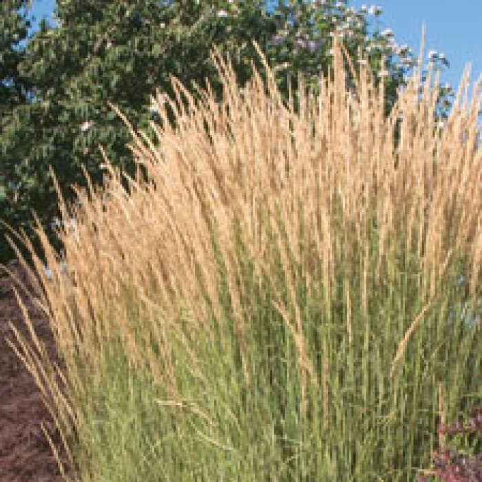 Feather Reed Grass Handmade Michigan