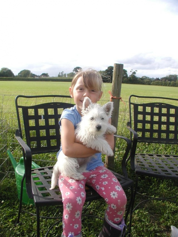 West Highland Terrier Puppies for Sale Handmade Michigan West Highland Terrier Puppies for Sale Handmade Michigan