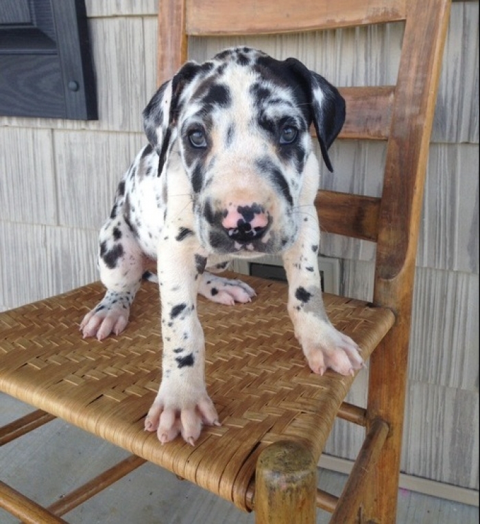 great-dane-puppies-both-m-f-avail-text-858-x-522-x-0713