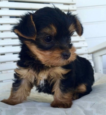 teacup yorkie puppies both m/f avail text : 858 x 522