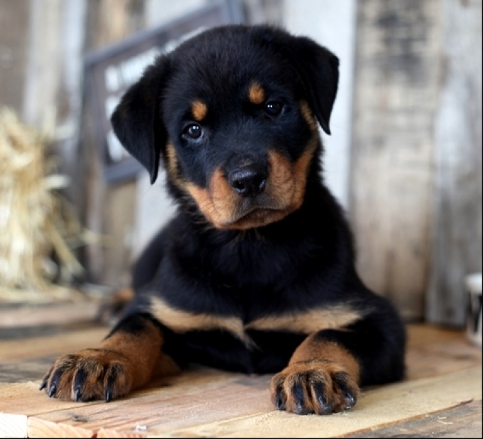 Papered Rottweiler Puppies Both M/f Avail TeXt : (((( 858 X 522 X 0713 ...