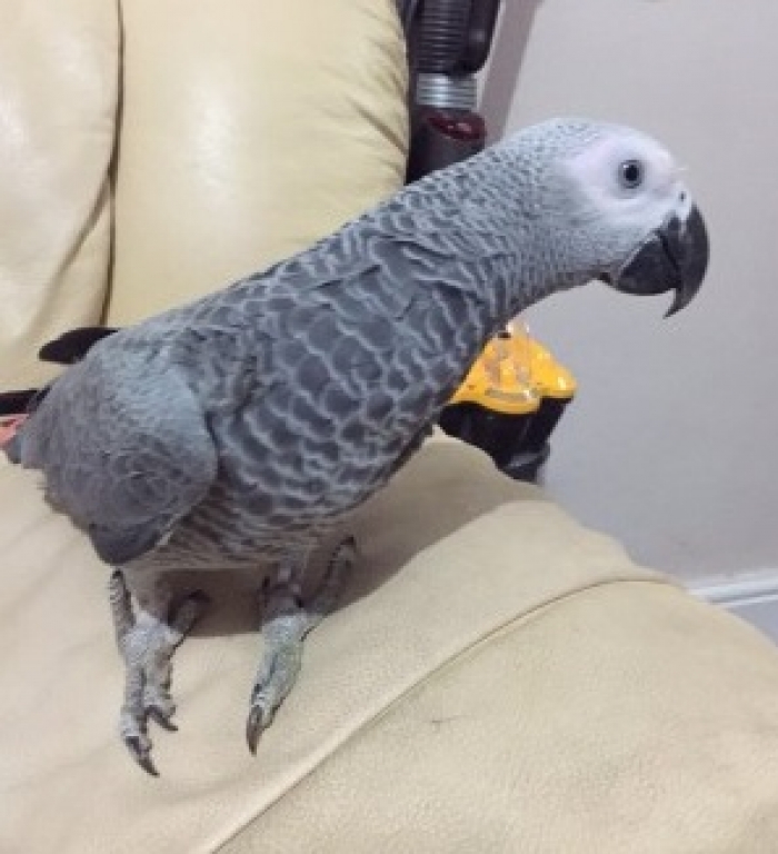 stuffed african grey parrot