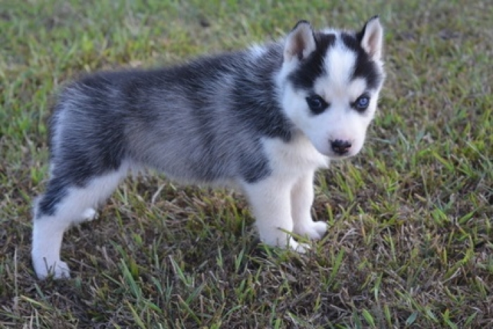 Py.siberian Husky Puppies for Sale | Handmade Michigan