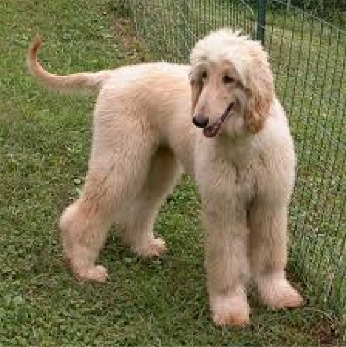 Afghan Hound Puppies for Sale Handmade Michigan