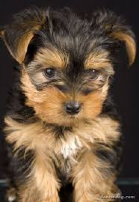 Yorkshire Terrier Puppies for Sale | Handmade Michigan