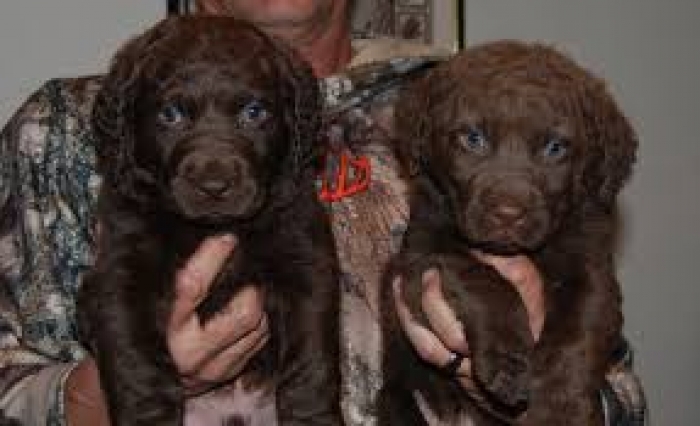Chesapeake Bay Retriever Puppies for Sale | Handmade Michigan