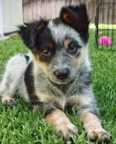 mutt puppies for sale in michigan