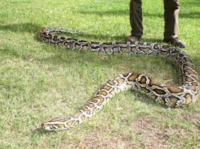 Burmese Python For Sale