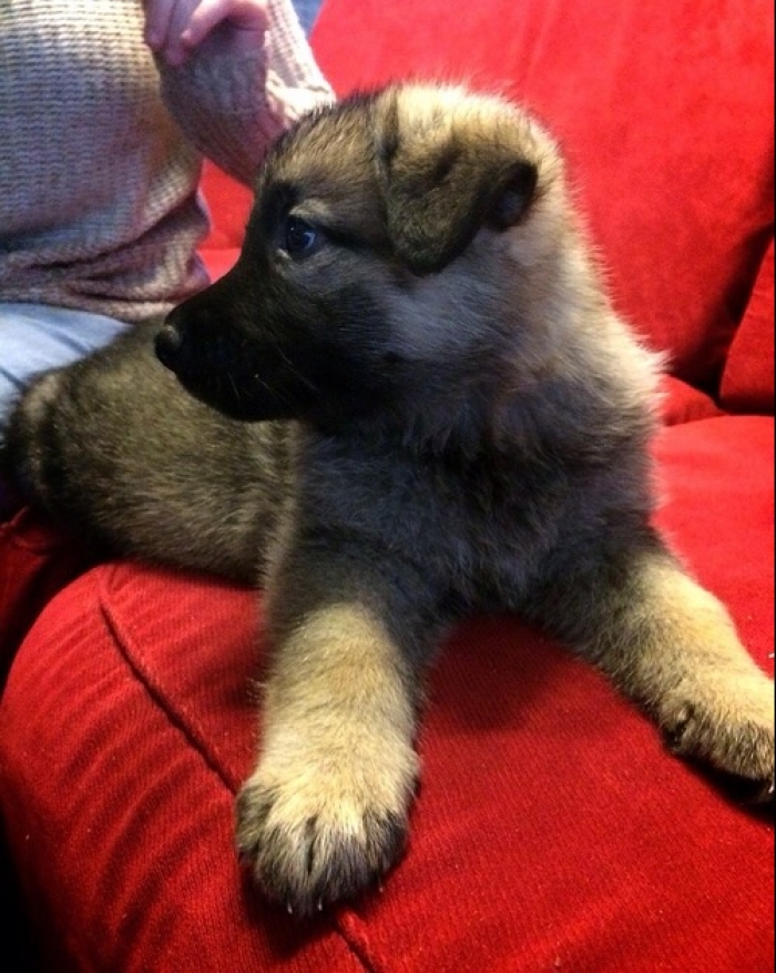 German Shepherd Dog Puppies for Sale Handmade Michigan