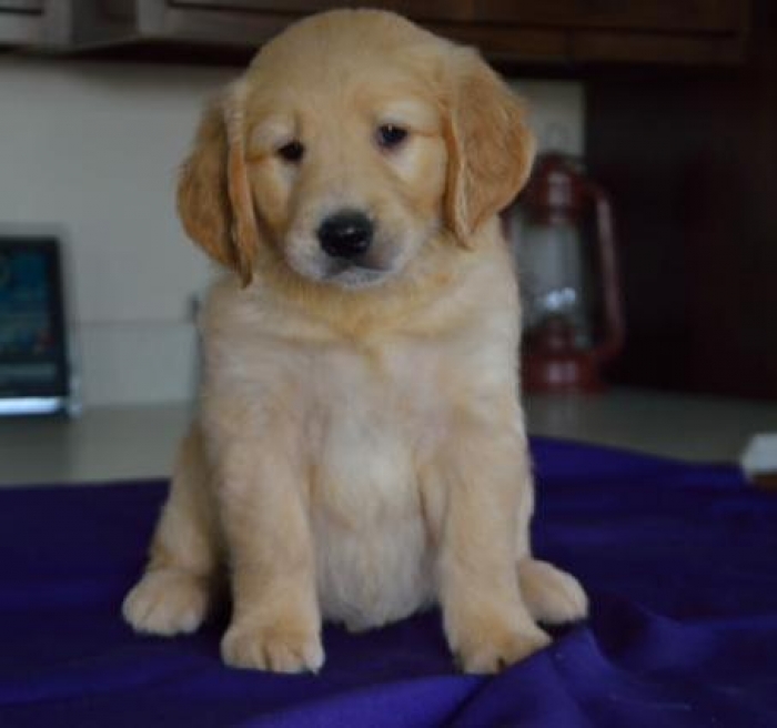 Radar Golden Retriever Puppy For Sale Handmade Michigan