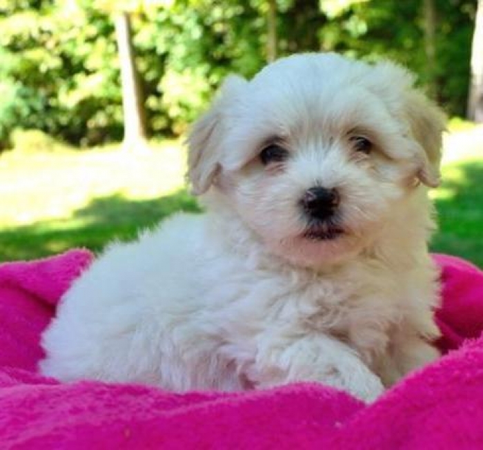 Cassie Cassandra Maltipoo Puppy For Sale Handmade Michigan