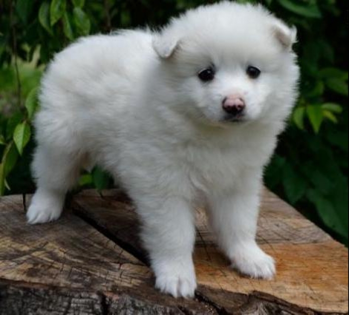 Casper American Eskimo Puppy for Sale Handmade Michigan