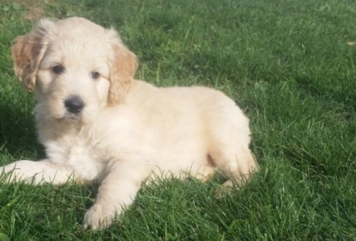 Goldendoodle Puppies Michigan