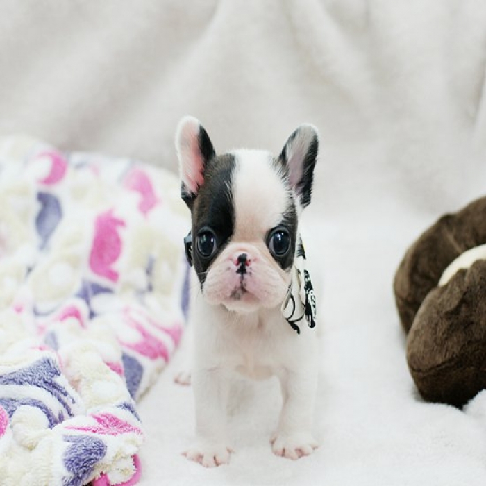 Fnbtv French Bulldog Puppies for Sale Handmade Michigan