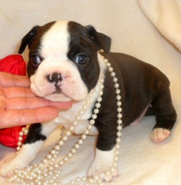 Grgdhy Boston Terrier Puppies for Sale | Handmade Michigan
