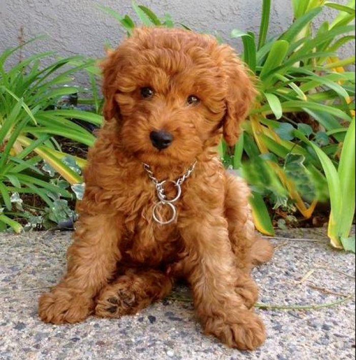 Hornest Goldendoodle Puppies for Sale 505x652x7165 ...