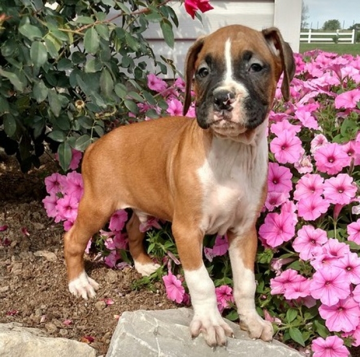 Beautiful Boxer Puppies for Sale Handmade Michigan