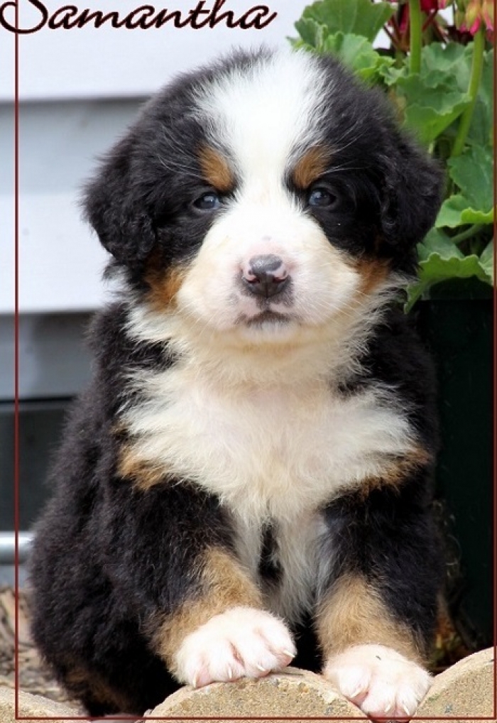 Sdfz Bernese Mountain Dog Puppies for Sale Handmade Michigan