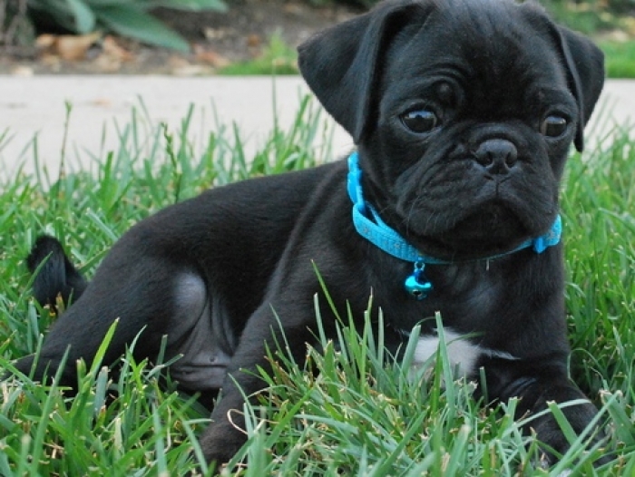 Cute Black Pug Puppies for Sale 505x652x7165 Handmade