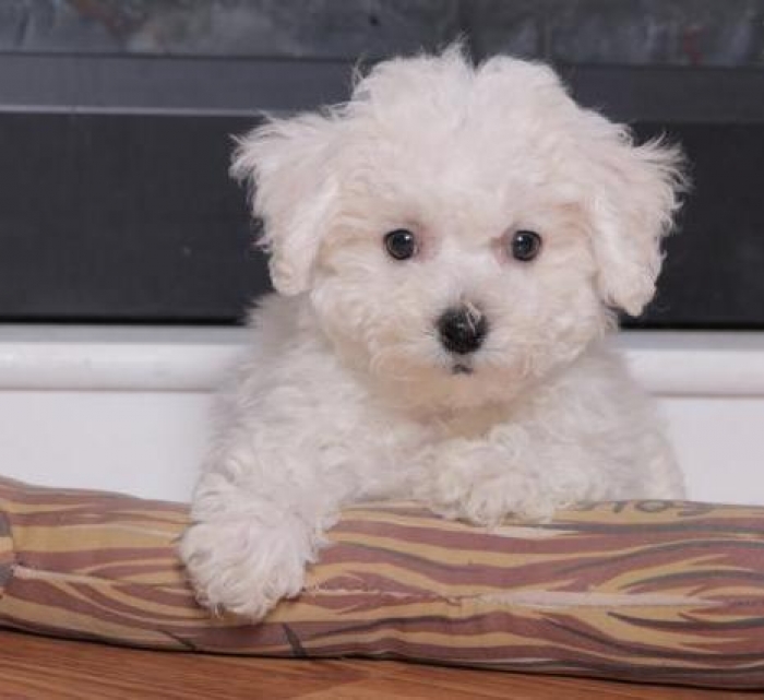 Felix Bichon Frise Puppy for Sale Handmade Michigan