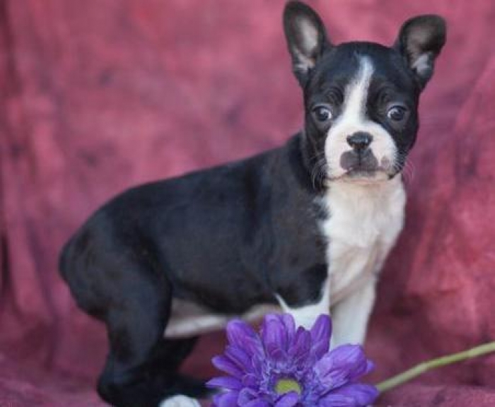 Mandy Boston Terrier Puppy for Sale Handmade Michigan