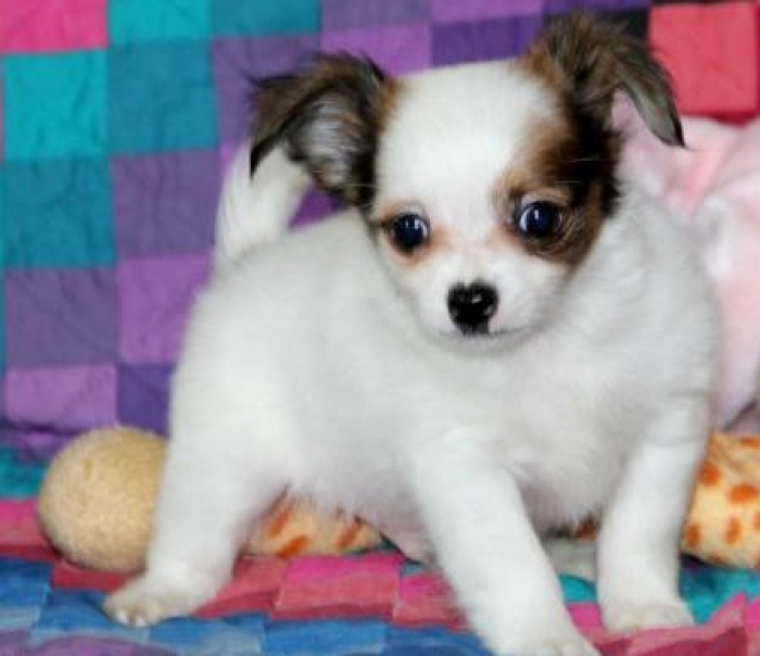 Bailey Chihuahua Puppy for Sale Handmade Michigan